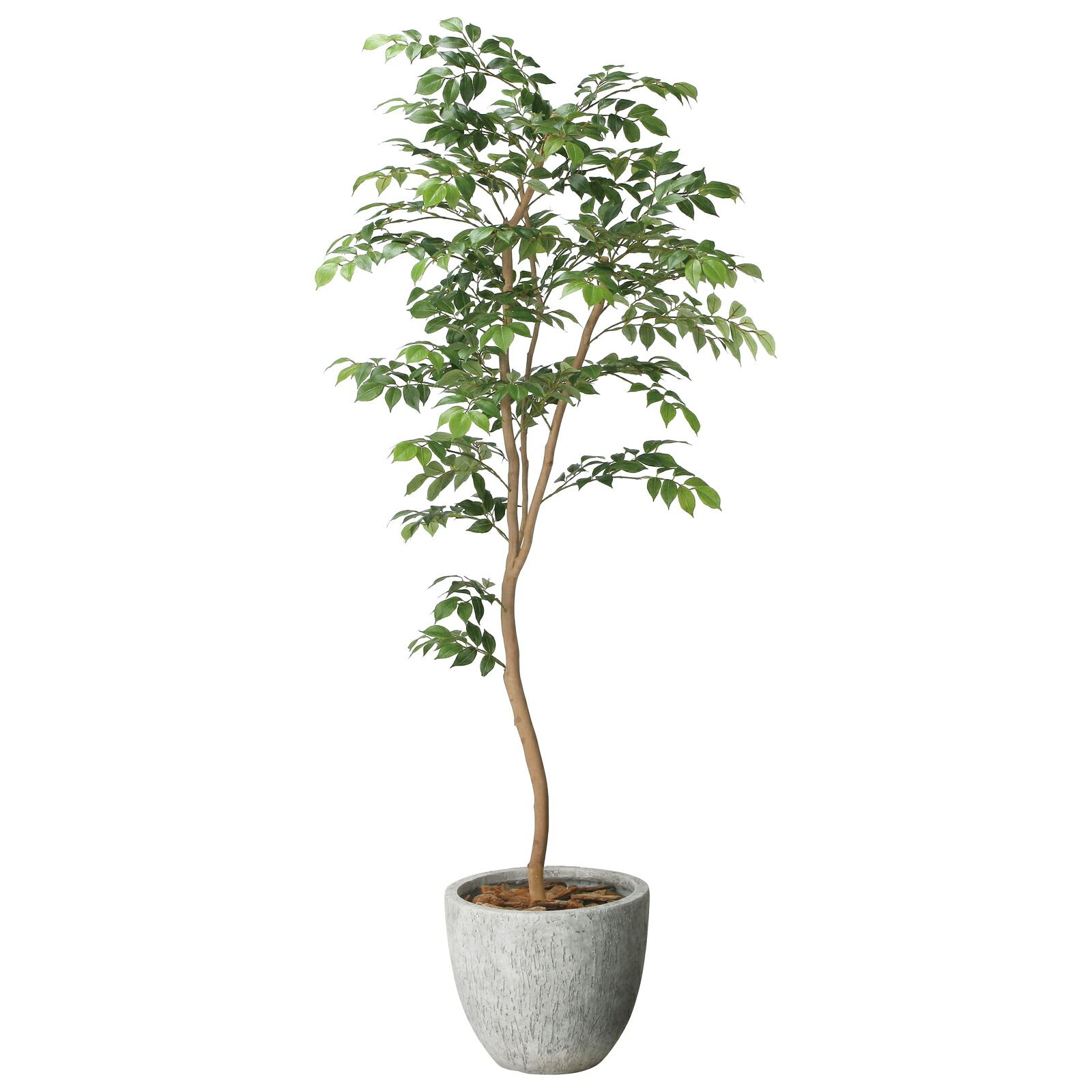 光触媒観葉植物 ナチュラル マウンテンアッシュ 1.6