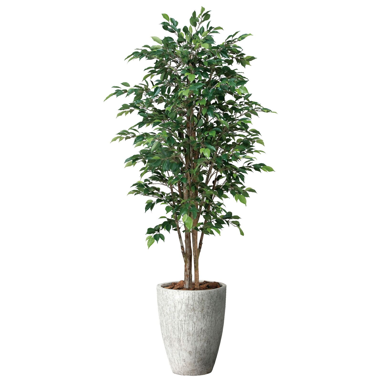 光触媒観葉植物 ナチュラル ロイヤルベンジャミン 1.8