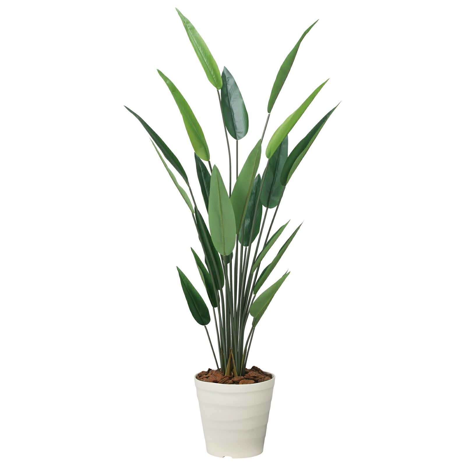 光触媒観葉植物 フレッシュストレチア 1.9 28,571円