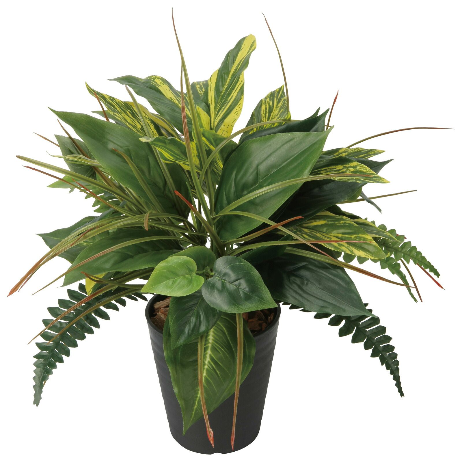 光触媒観葉植物 ミックスフィロ