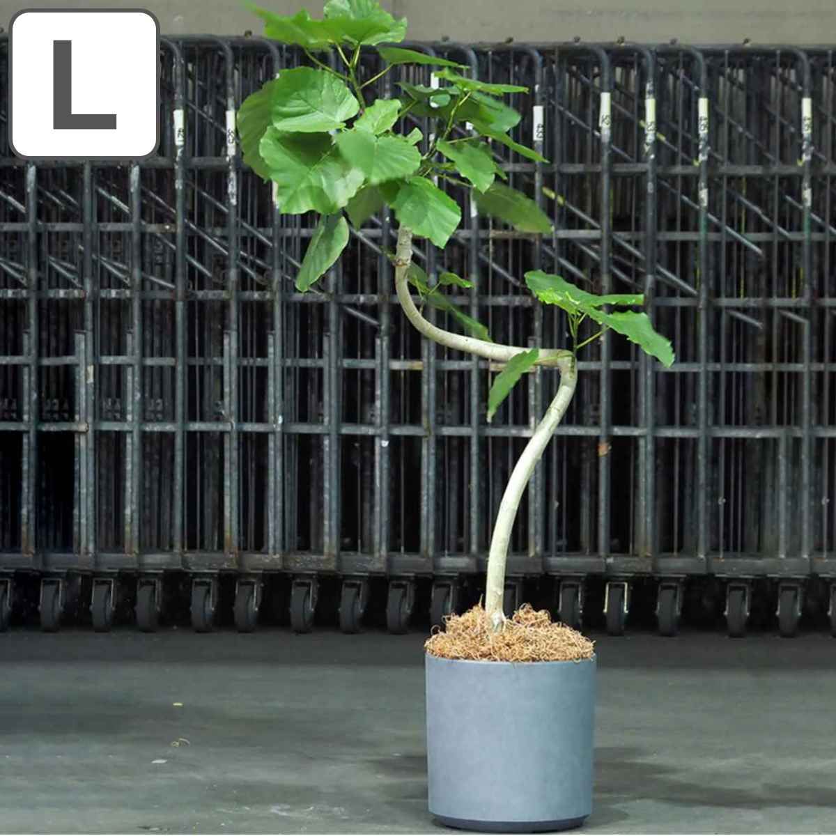 プランター 植木鉢 FR円柱ラスティックグレー 直径35×高さ35.5cm （ プランター プラントポット 植物用ポット 花器 鉢カバー ポット 繊維 丸 円柱 円筒 植木鉢カバー プラスチック 植物 花 観葉植物 園芸 直植え インテリア 軽量 ） 8,162円