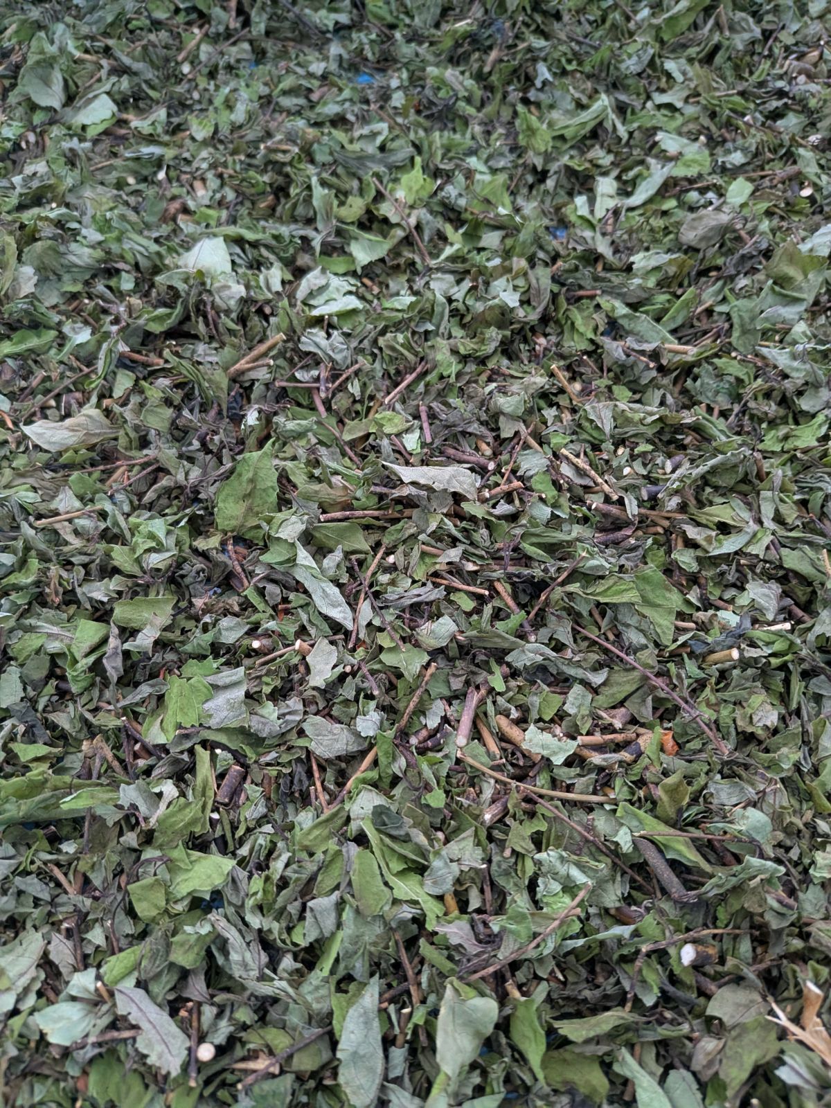 くろもじ茶400g