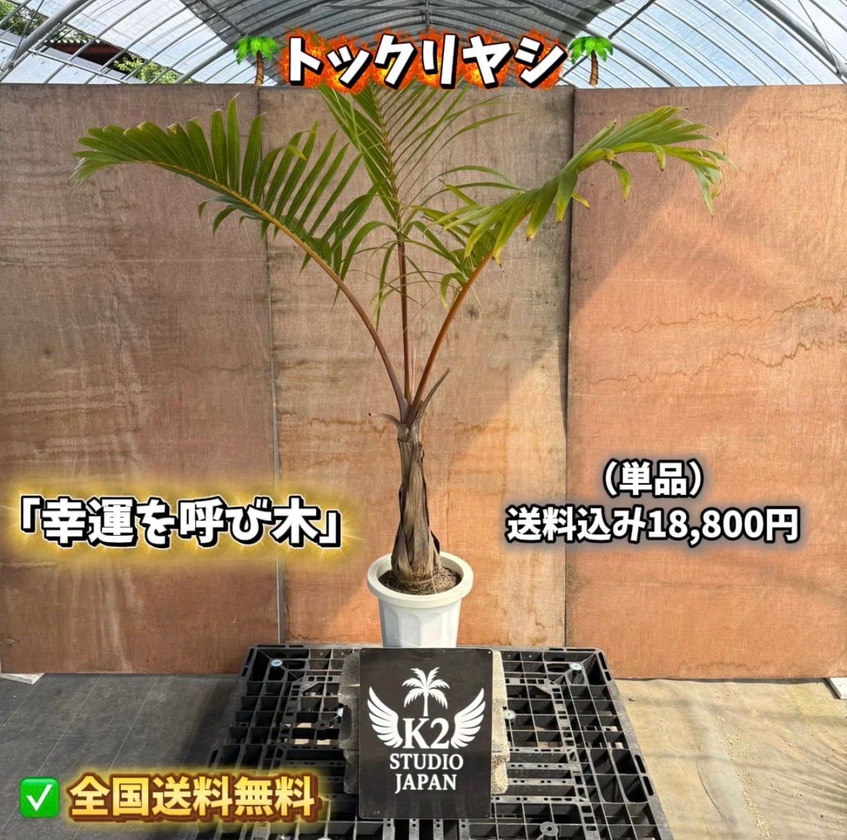 ? トックリヤシ 8号鉢｜南国インテリア・観葉植物 14,476円