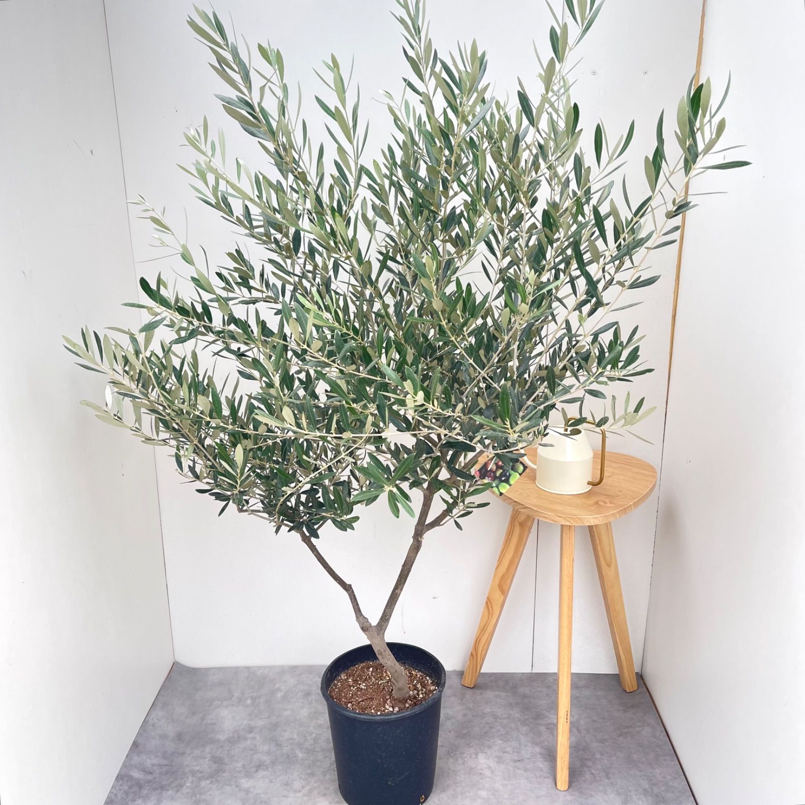 オリーブ　ミッション　22【現品】観葉植物　大型　創樹　SOUJU 8号