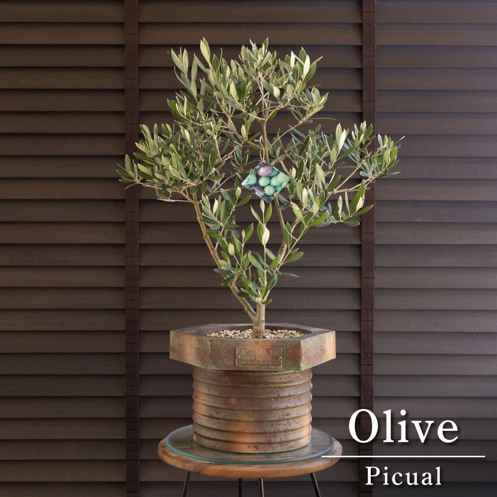 創樹 Olive オリーブの木 盆栽 SOUJU Picual ピクアル オリーブ 7号アンティークブリキポット 自家受精 0823BR 12,096円