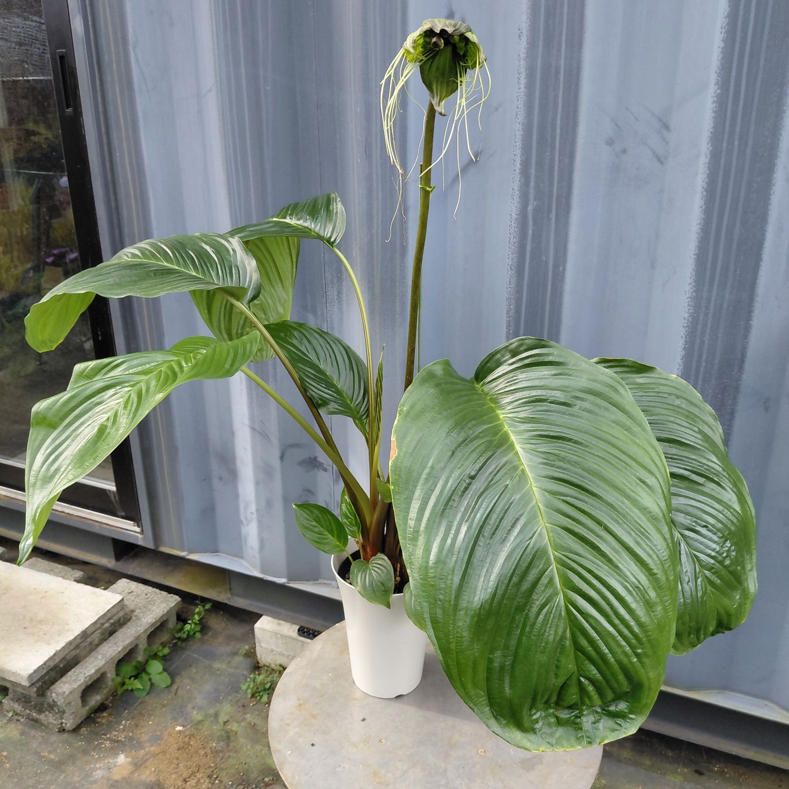 ④現品 ★ タッカ・シャントリエリ ★// 花付き大株６号鉢 // デビルフラワー