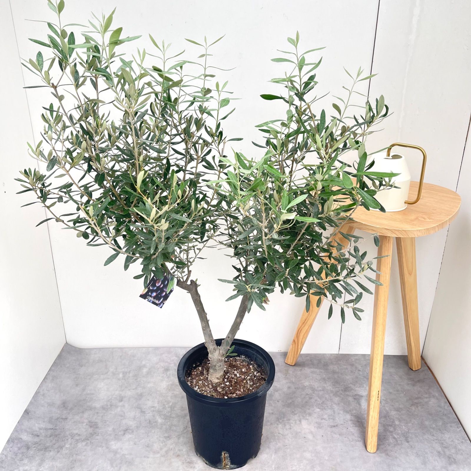 オリーブ　チプレッシーノ　34【現品】観葉植物　創樹　SOUJU 大型 9,324円