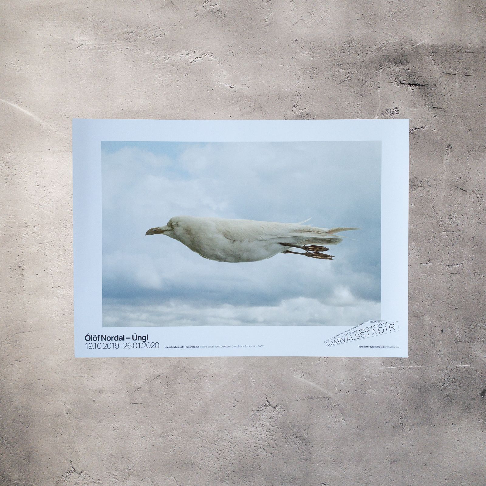 Ólöf Nordal｜Iceland Specimen Collection – Great Black-Backed Gull, 2005｜Úngl｜70×50cm ポスター