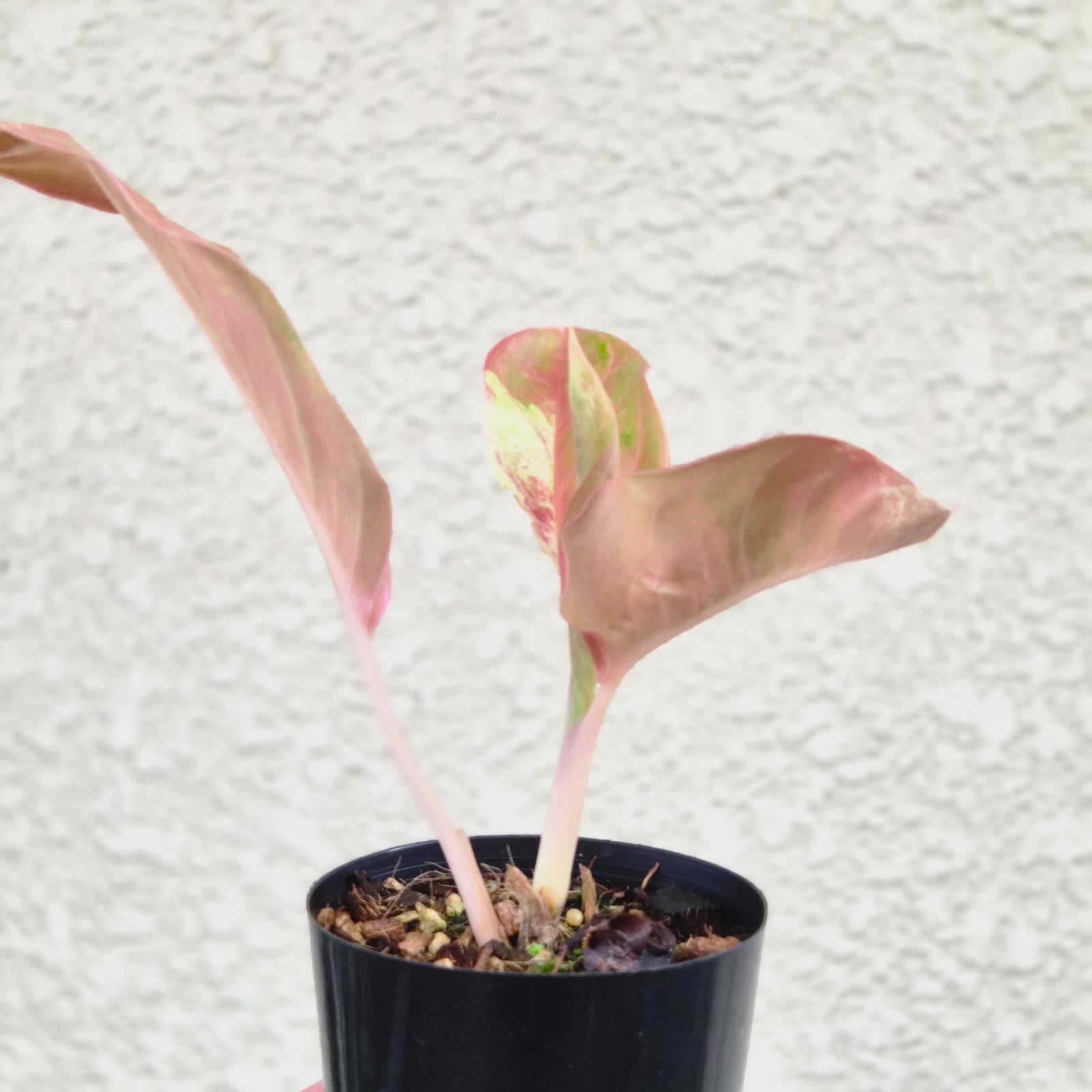 Aglaonema Sky Velvet》アグラオネマ・スカイベルベット 観葉植物