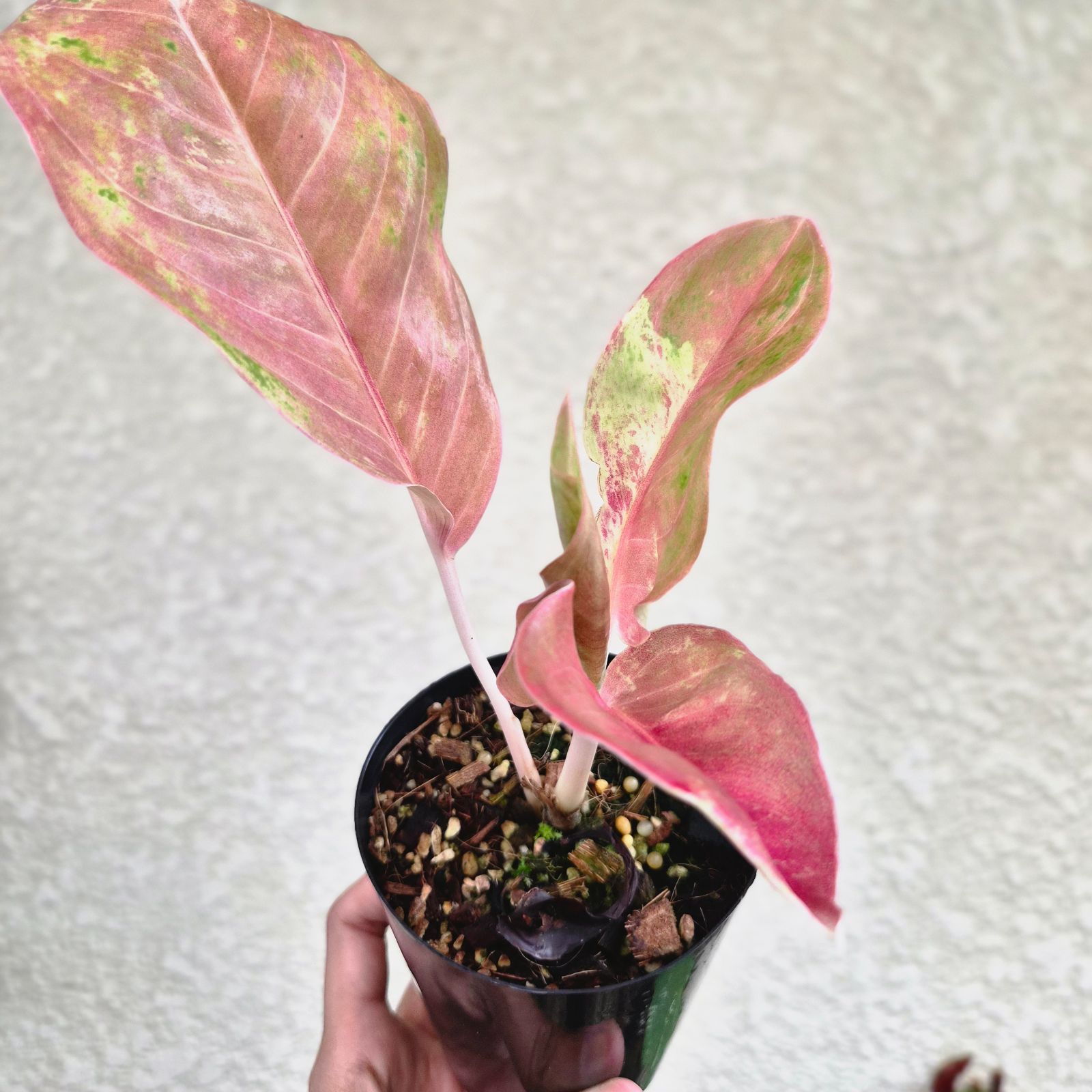 その他観葉植物 Aglaonema Sky Velvet Aglaonema Sky Velvet》アグラオネマ・スカイベルベット 観葉植物