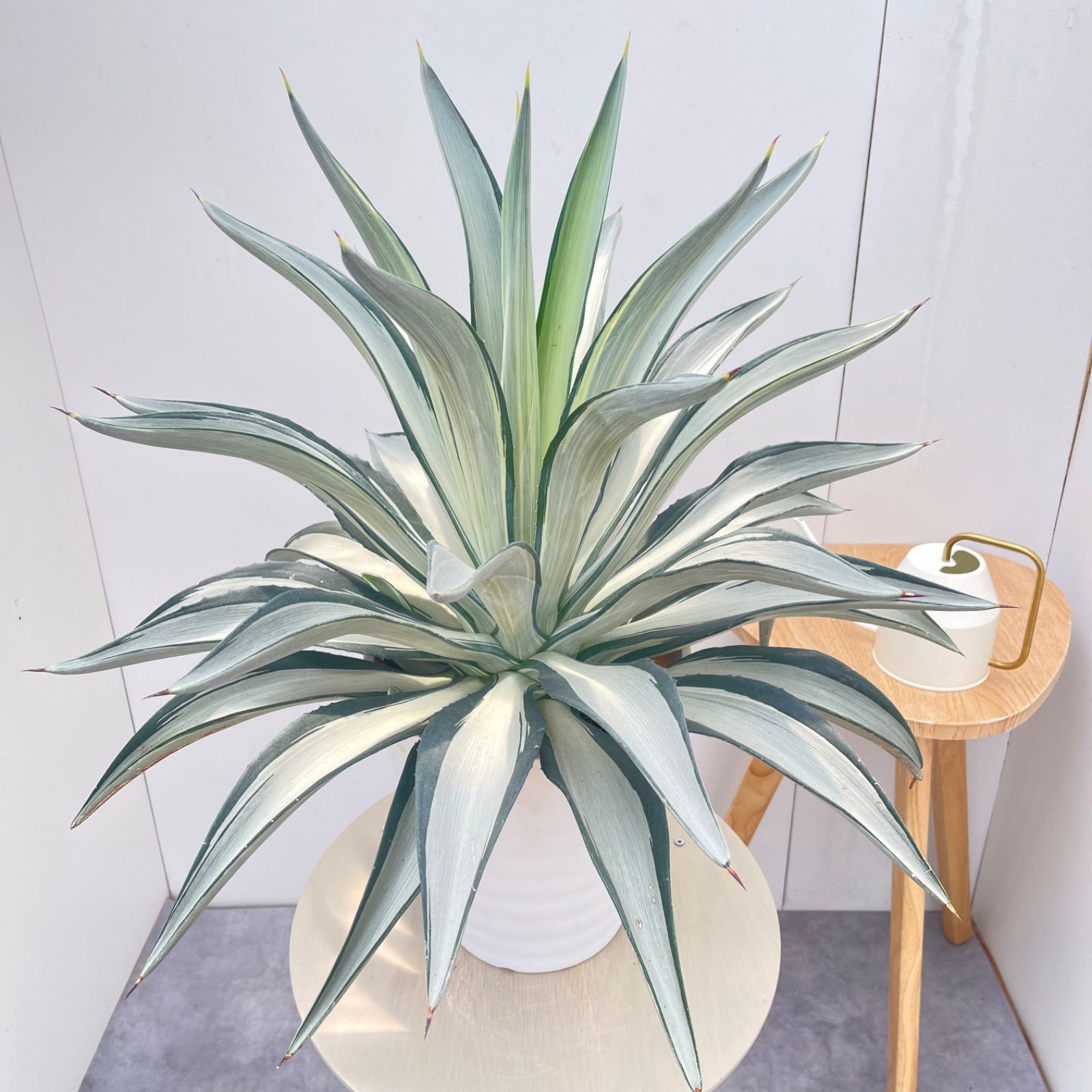 アガベ　クイックシルバー　5【現品】☆希少☆ 観葉植物　屋外　ドライガーデン　大型 7,600円