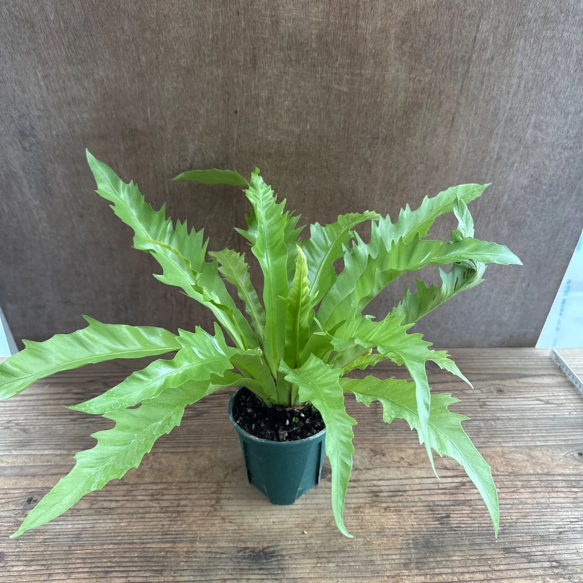 サンプル】アスプレニウム ビーナス Asplenium 'Venus' 観葉植物 観葉