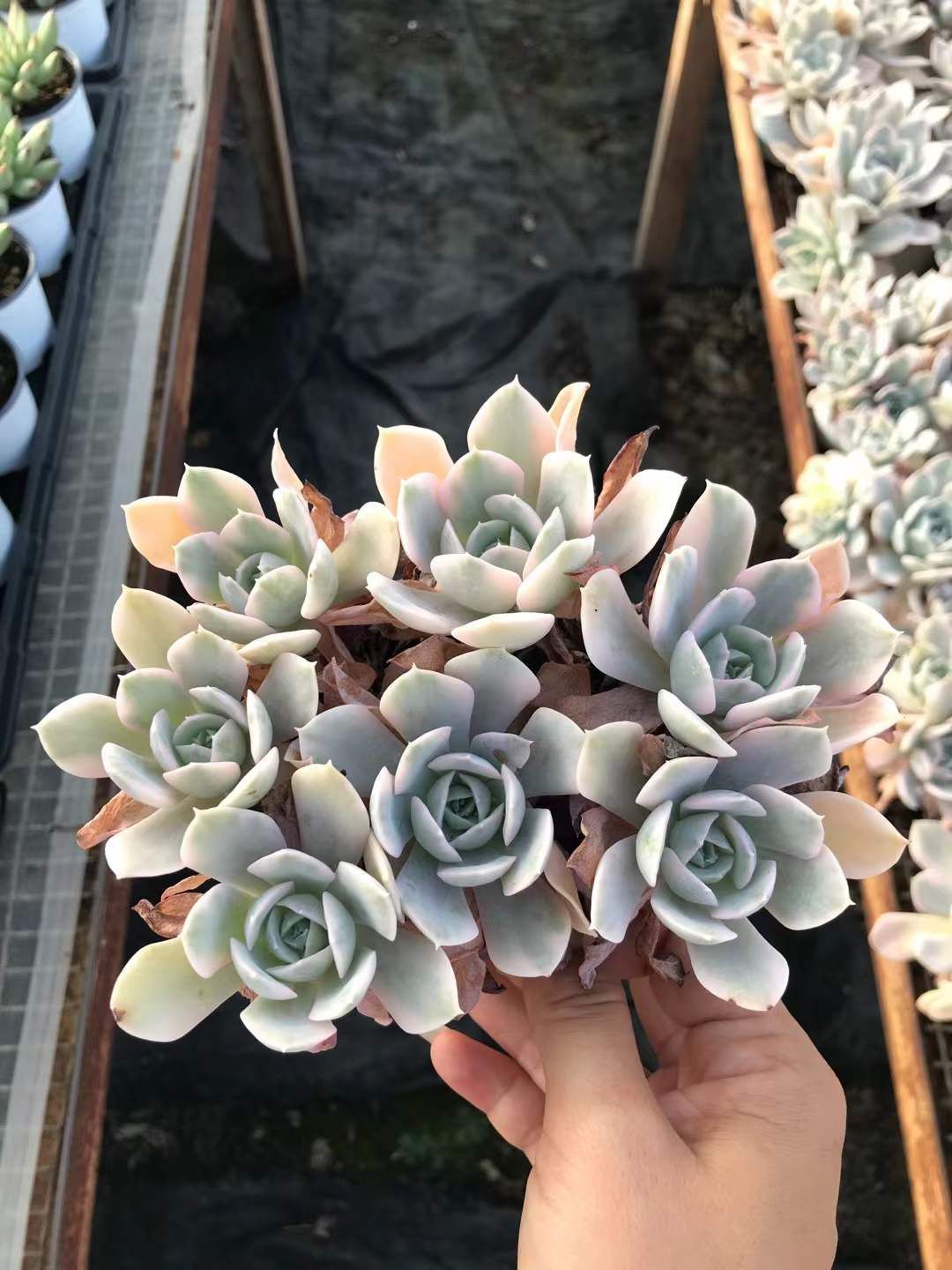 新入荷　16株の抜き苗セット　ルーシーニシキ　多肉植物　佐川急便発送　エケベリア　セダム　韓国苗　Z6799 7,357円