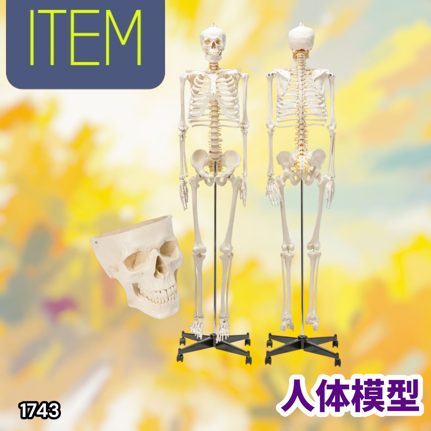 #1743 全身 人体 模型 170cm 神経根有り 全身 骨格 標本 骸骨 人骨 ガイコツ 靭帯 大学 病院 研究 理科 医学 医療 整骨 整体 鍼灸 医院 ※一部地域離島別途配送料有