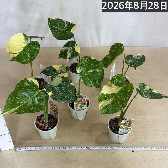 注目】極矮性 黄斑モンステラ タイコンステレーション マイクロ