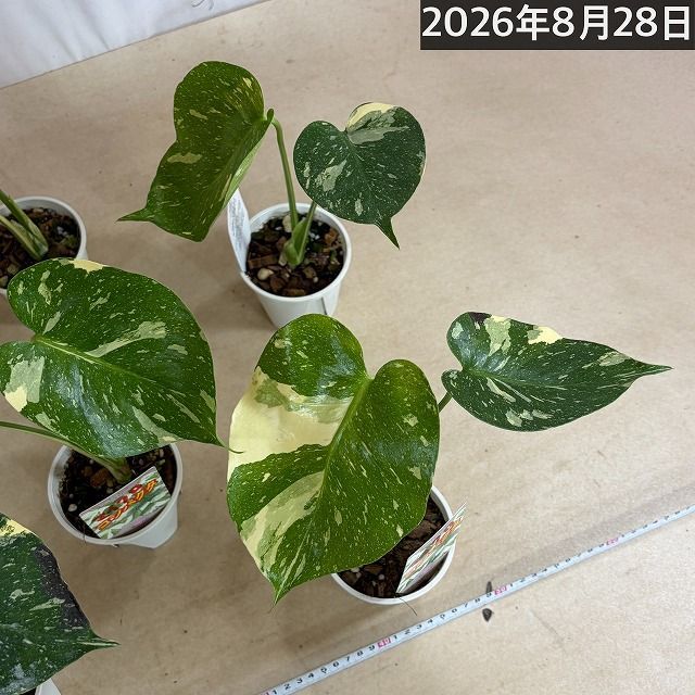 注目】極矮性 黄斑モンステラ タイコンステレーション マイクロ