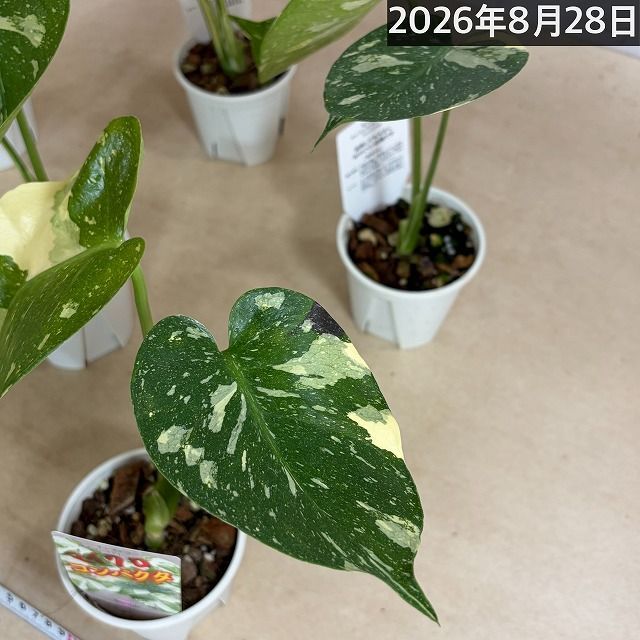注目】極矮性 黄斑モンステラ タイコンステレーション マイクロ