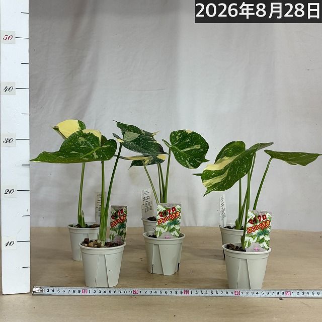 注目】極矮性 黄斑モンステラ タイコンステレーション マイクロ