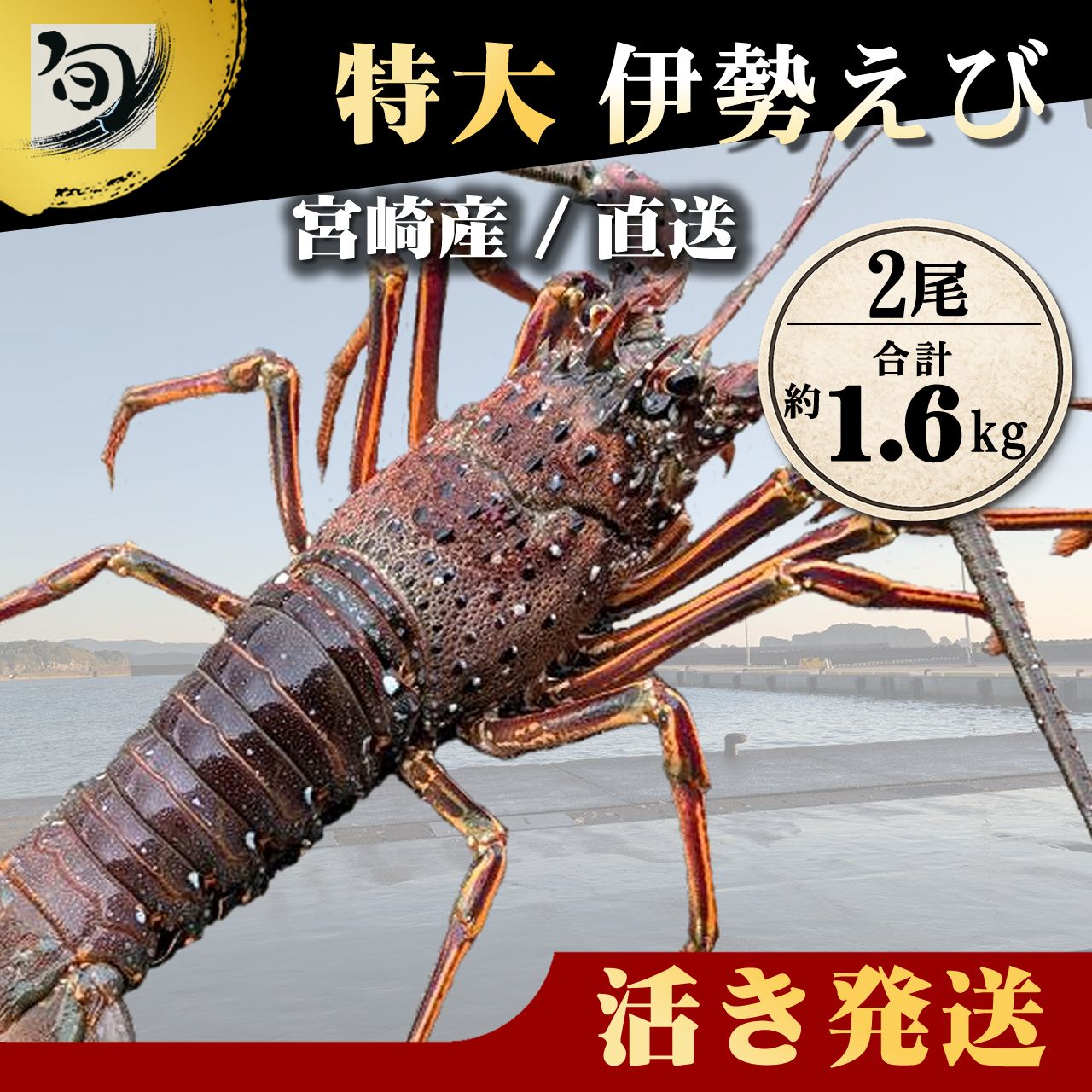 ?活き発送！特大 伊勢えび【1尾800g級】 2尾（合計約1.6kg）3～4名用｜刺身OK 焼き 蒸し 味噌汁｜贈答 海鮮ギフト お祝い 豪華 希少 天然 伊勢海老 イセエビ 活き 宮崎産 産地直送【旬鮮直送便】
