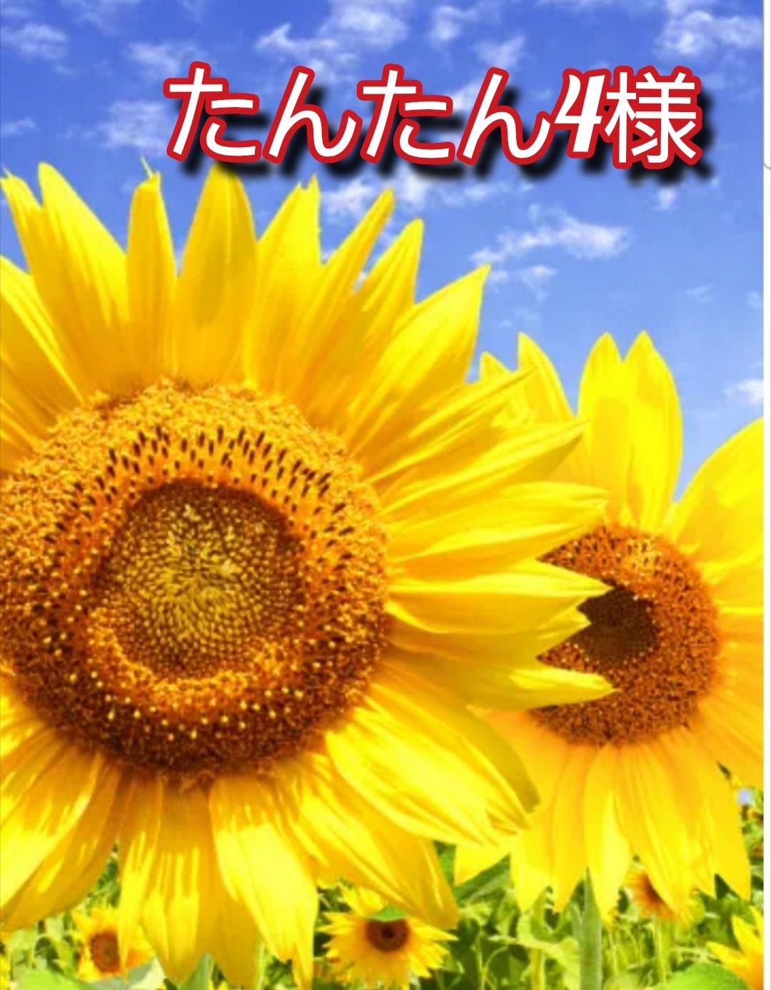 ブックカバー　たんたん4様