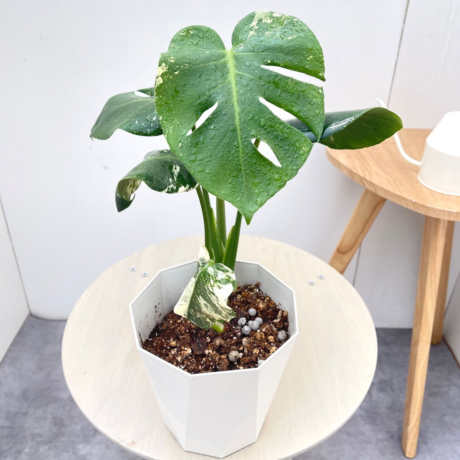 モンステラ　デリシオーサ　ミント　斑入り　2【現品】☆希少☆ 観葉植物　室内　5号