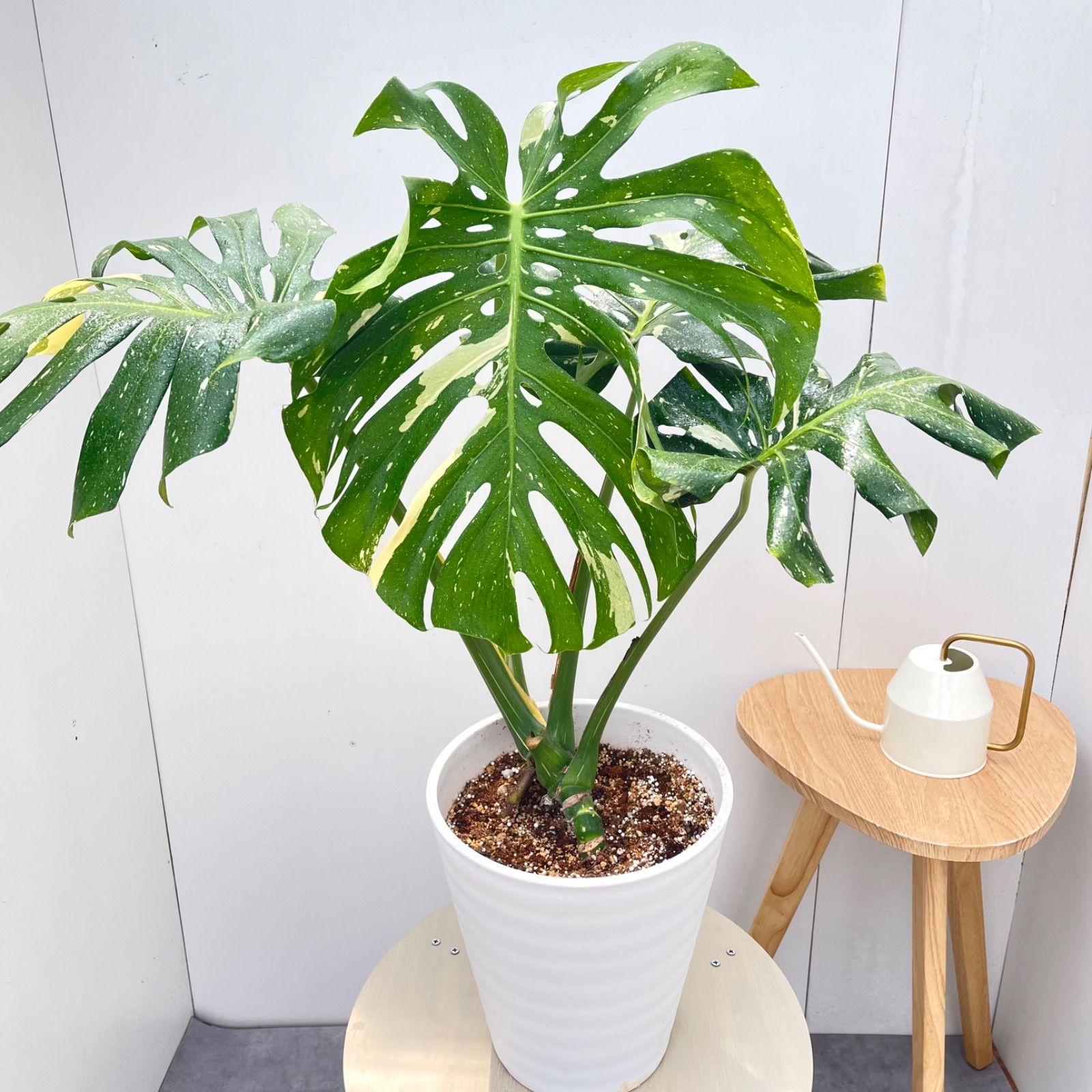 モンステラ　デリシオサ　斑入り　17【現品】☆希少☆ 観葉植物　室内　大型