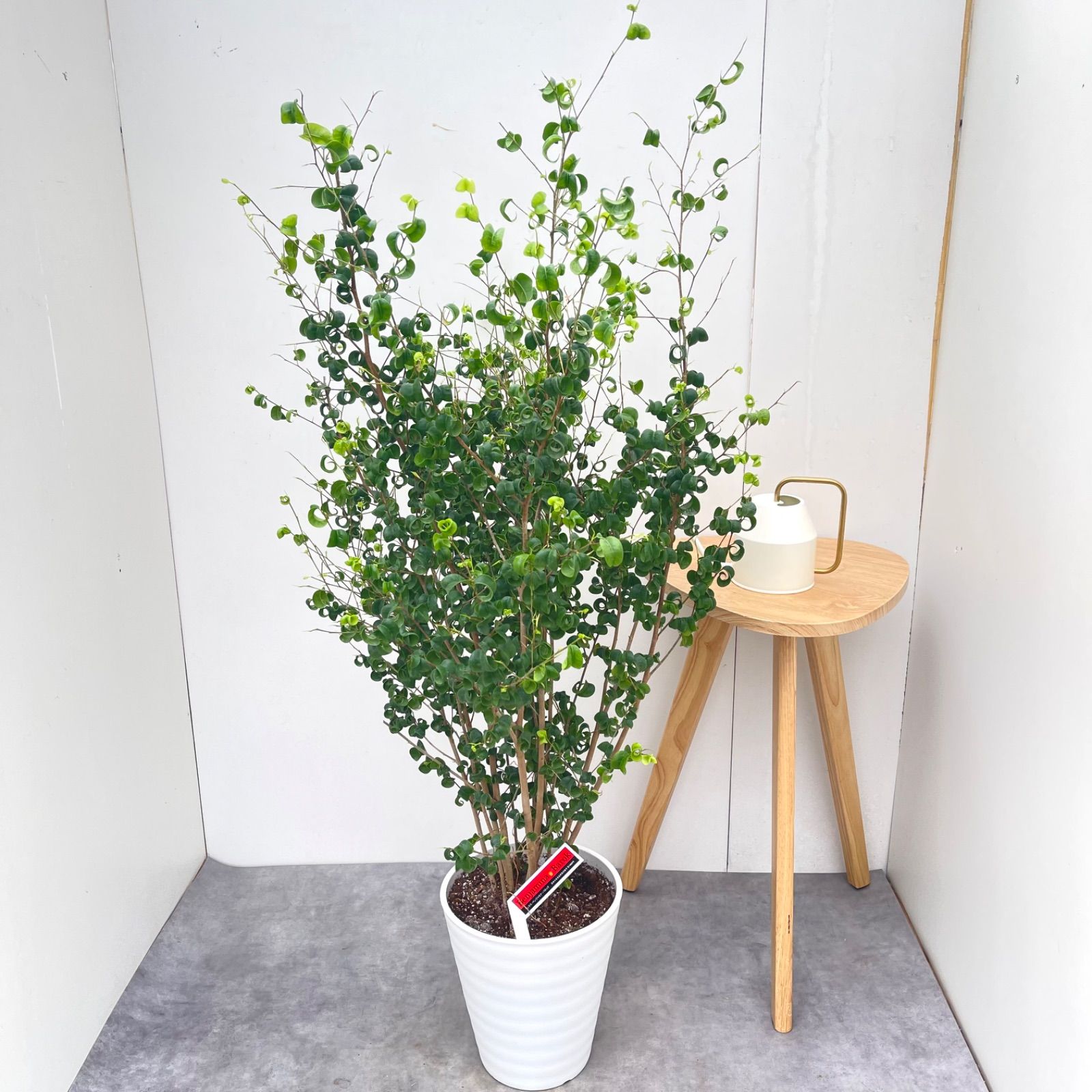 フィカス　ベンジャミン　バロック　1【現品】観葉植物　室内　大型