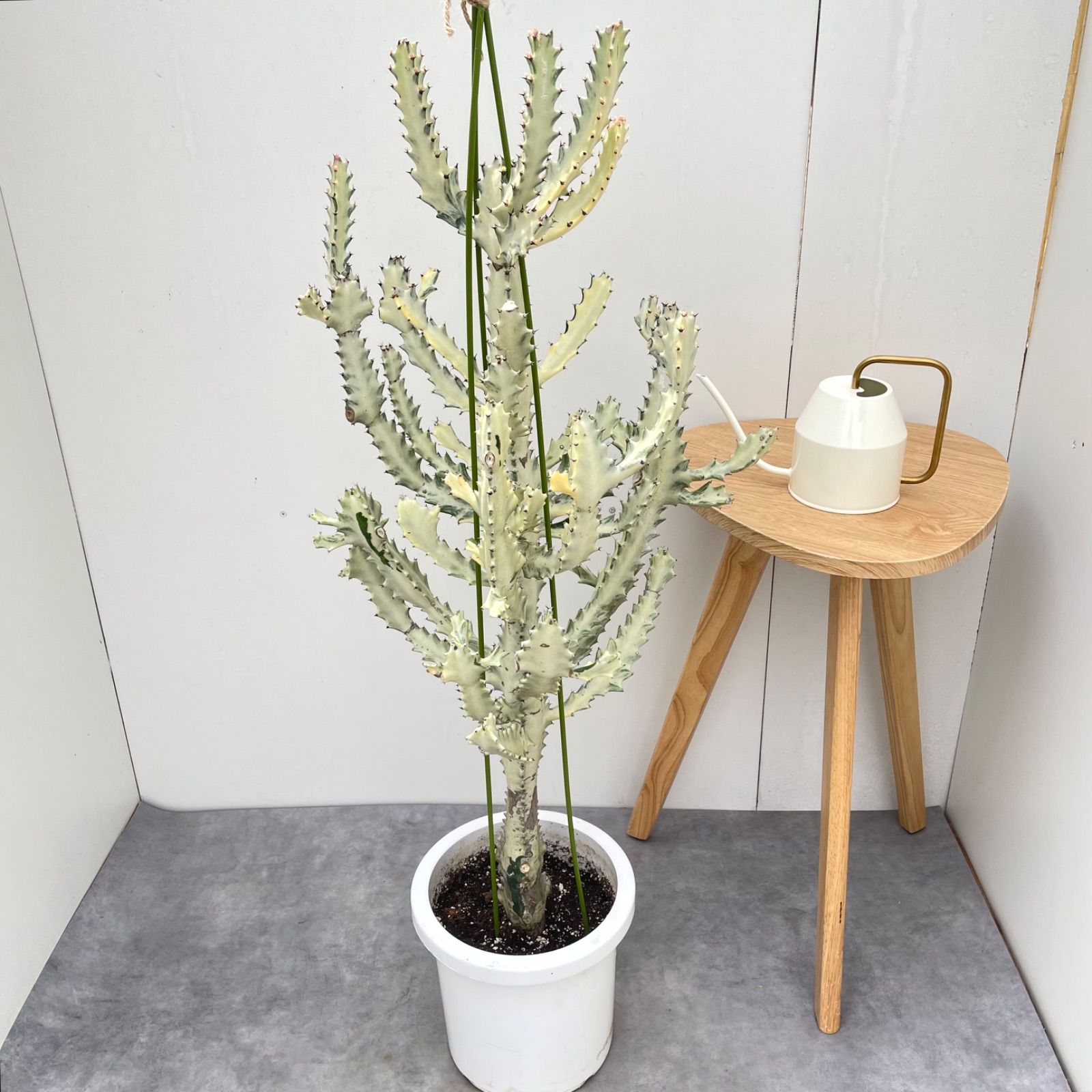 ユーフォルビア　ホワイトゴースト【現品】☆希少☆ 観葉植物　室内　大型