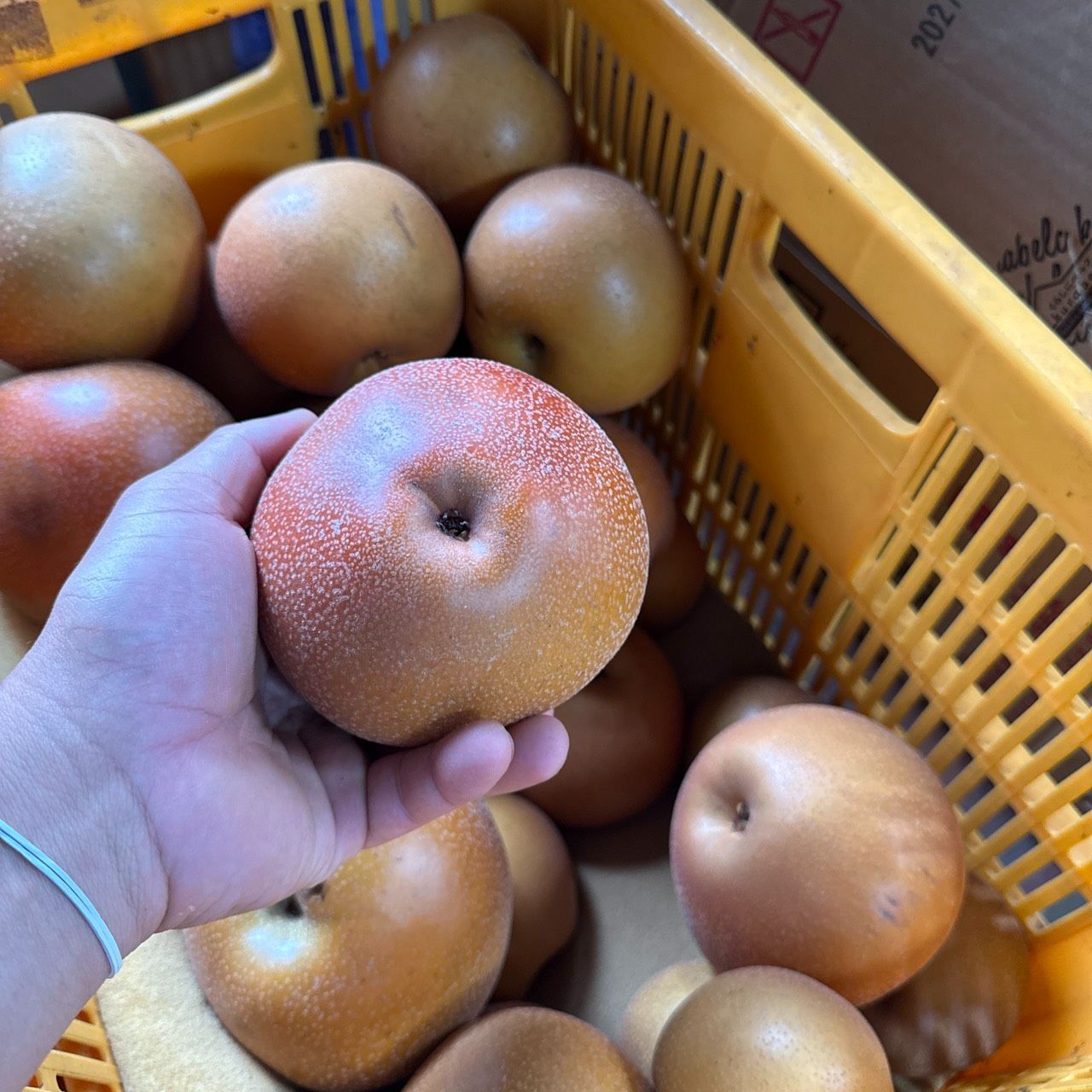 【千葉県産 梨 （訳あり）10キロ】 食品 千葉県産 梨 訳あり品10キロ