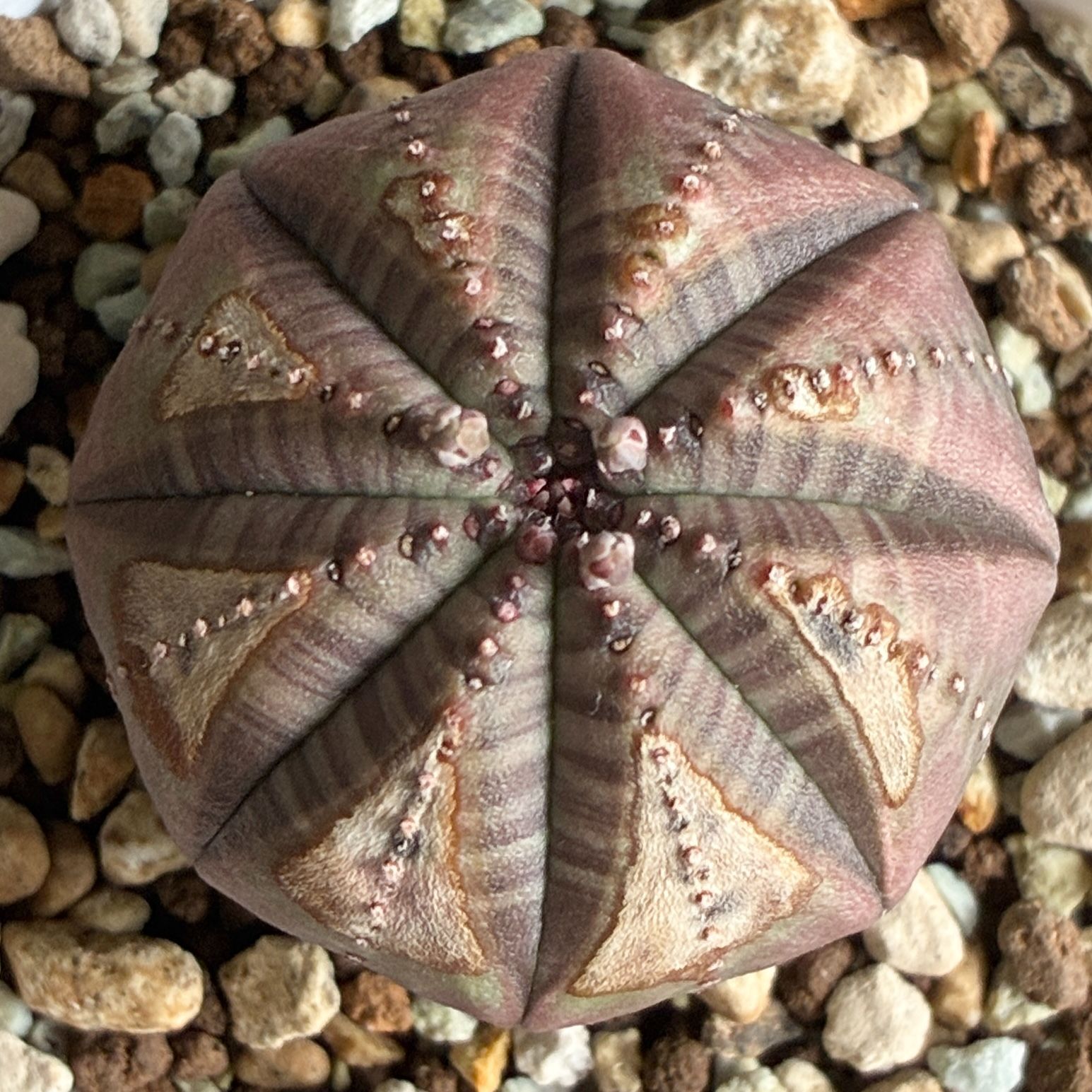 B26079【数量限定！選抜実生株！】ユーフォルビア オベサ Euphorbia obesa ( 塊根植物 多肉植物 )