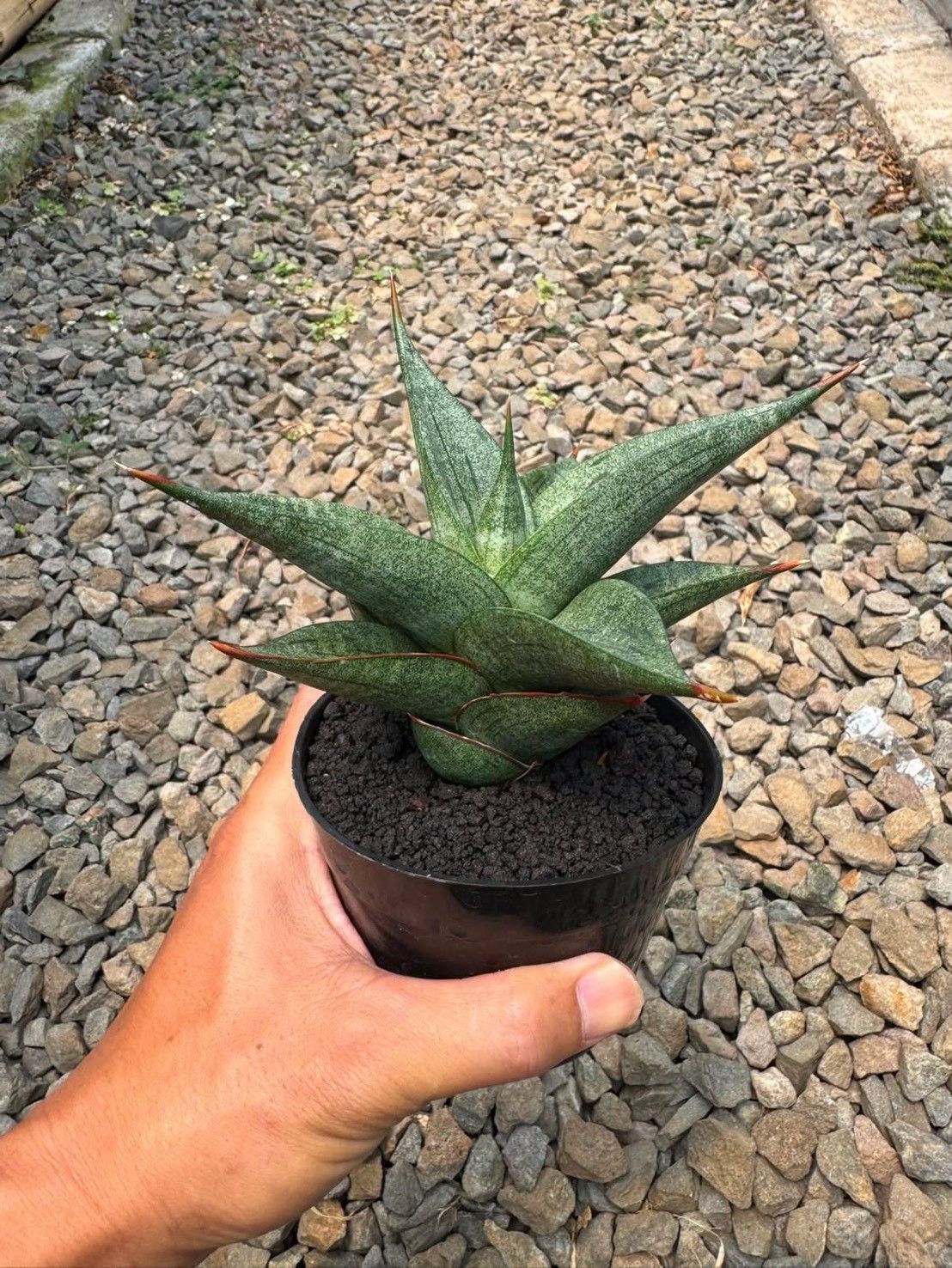【1点もの・現物予約販売】サンスベリア ハイブリッド DULCIS