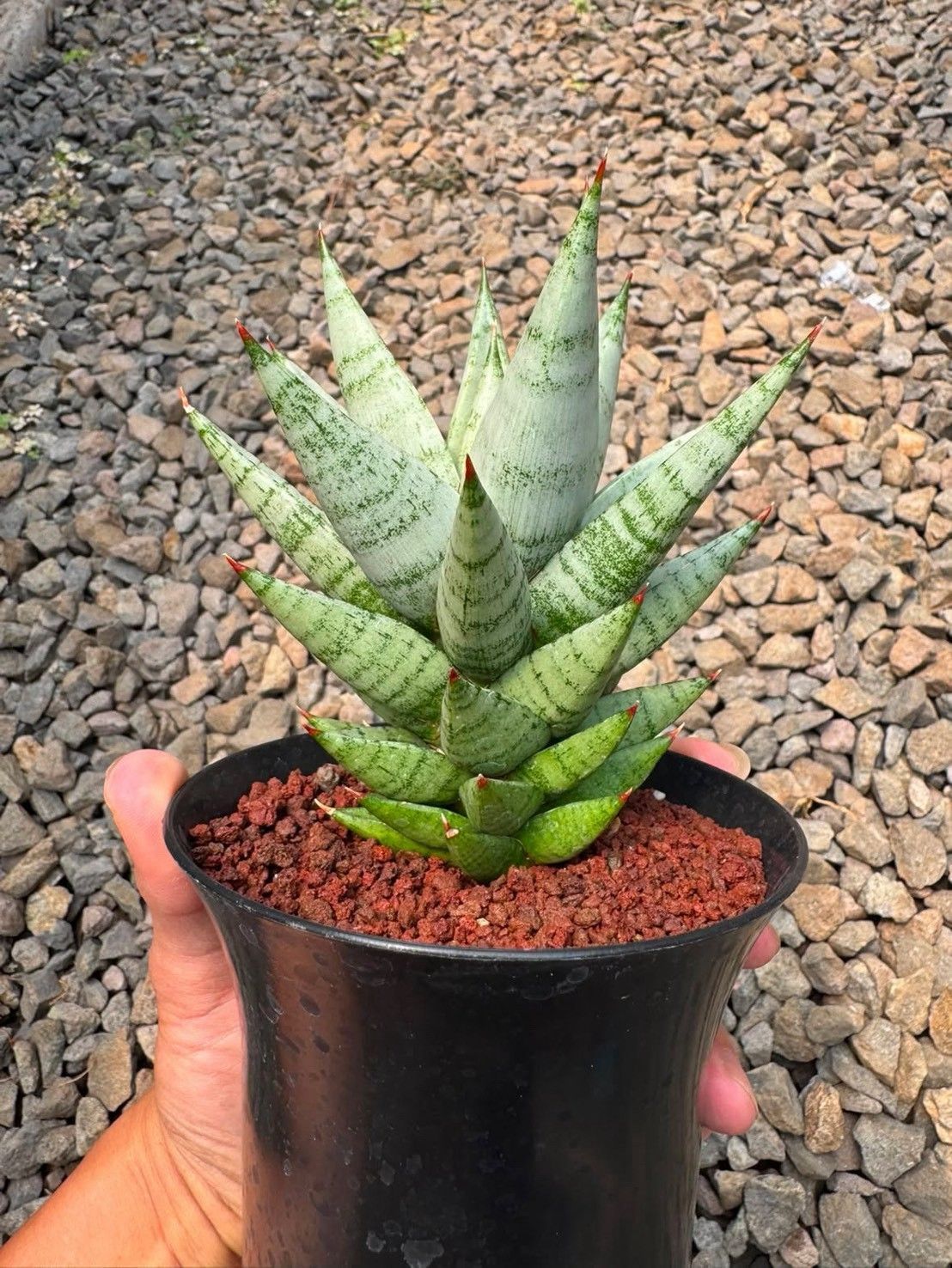 【1点もの・現物予約販売】サンスベリア ハイブリッド ORIGINAL from seed ( LAWANG x ハイブリッド )