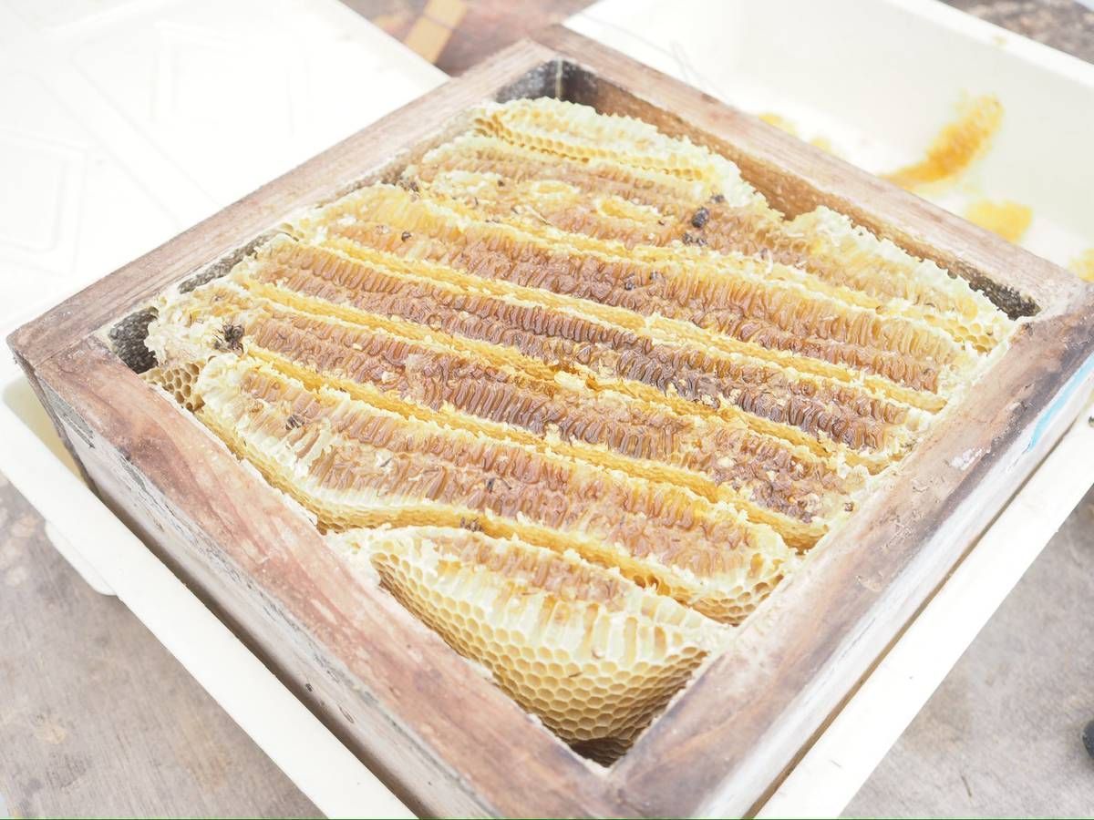 日本蜜蜂完熟はちみつ（600g✕2）食べ比べ