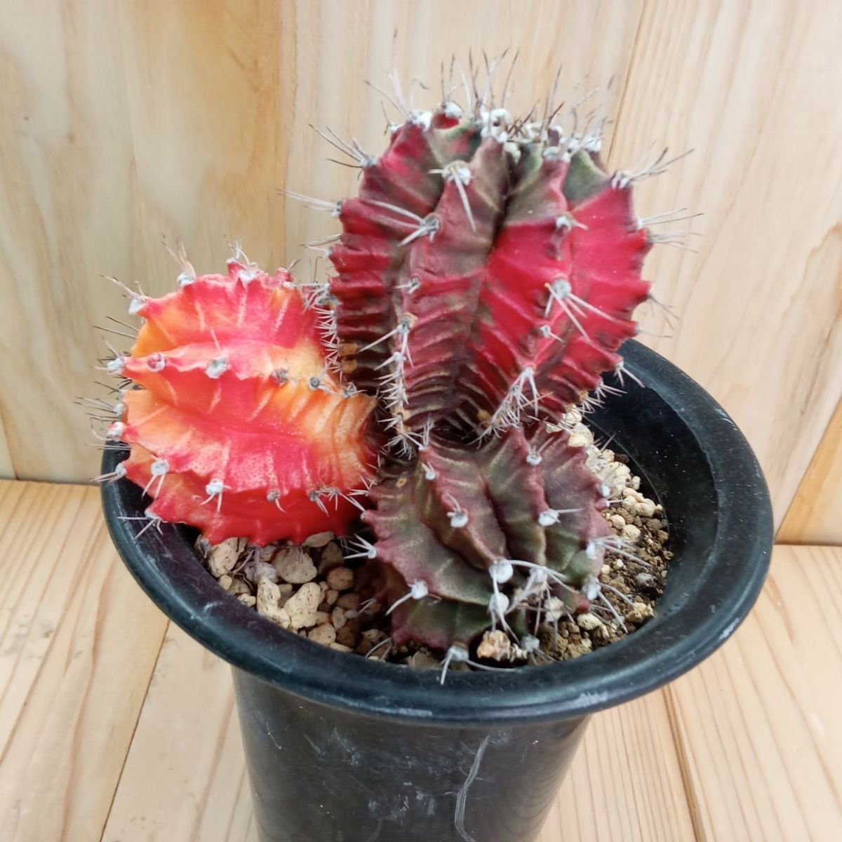 多肉植物　．ヒボタンニシキ　緋牡丹錦　ギムノカリキウム属