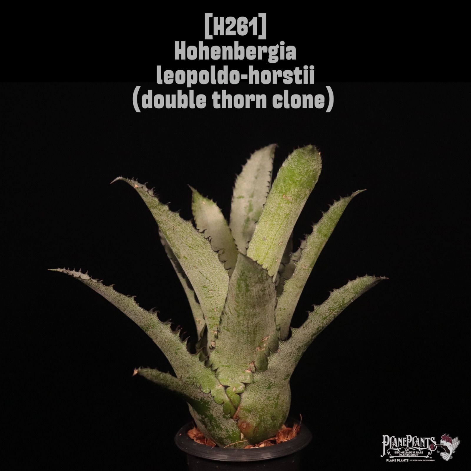 Hohenbergia leopoldo-horstii (double thorn clone)〔ホヘンベルギア〕H261 /@planeplants 6,000円