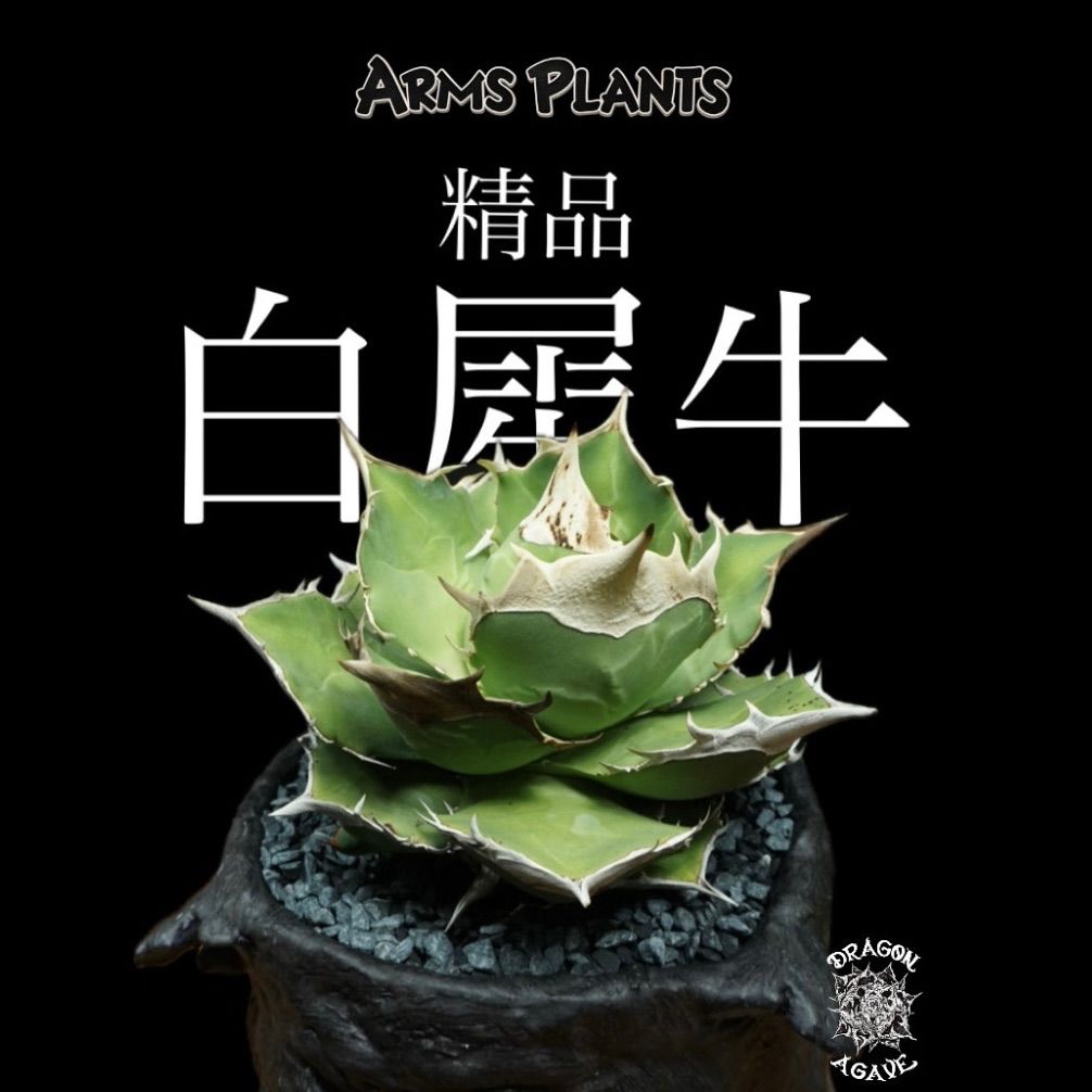 アガベ【DRAGONAGAVE】精品白犀牛(LED) ベアルート株