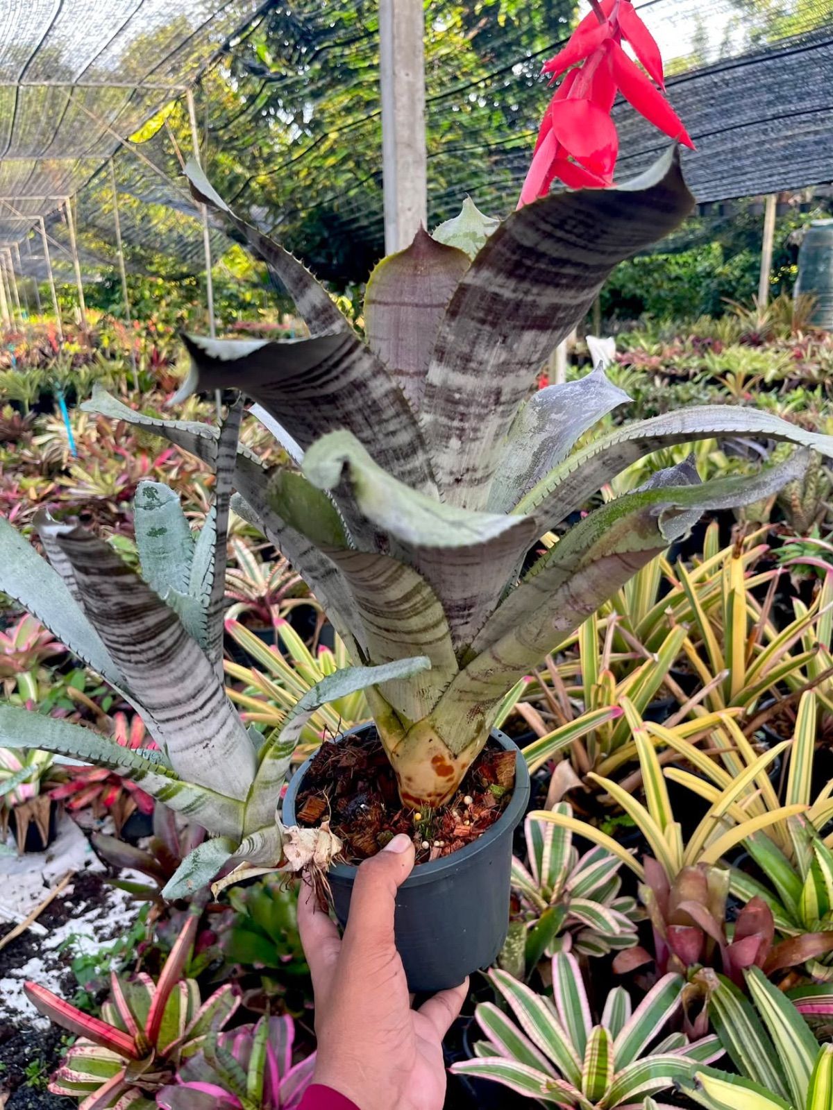 エクメア　Aechmea 'Darth Vader'　タンクブロメリア