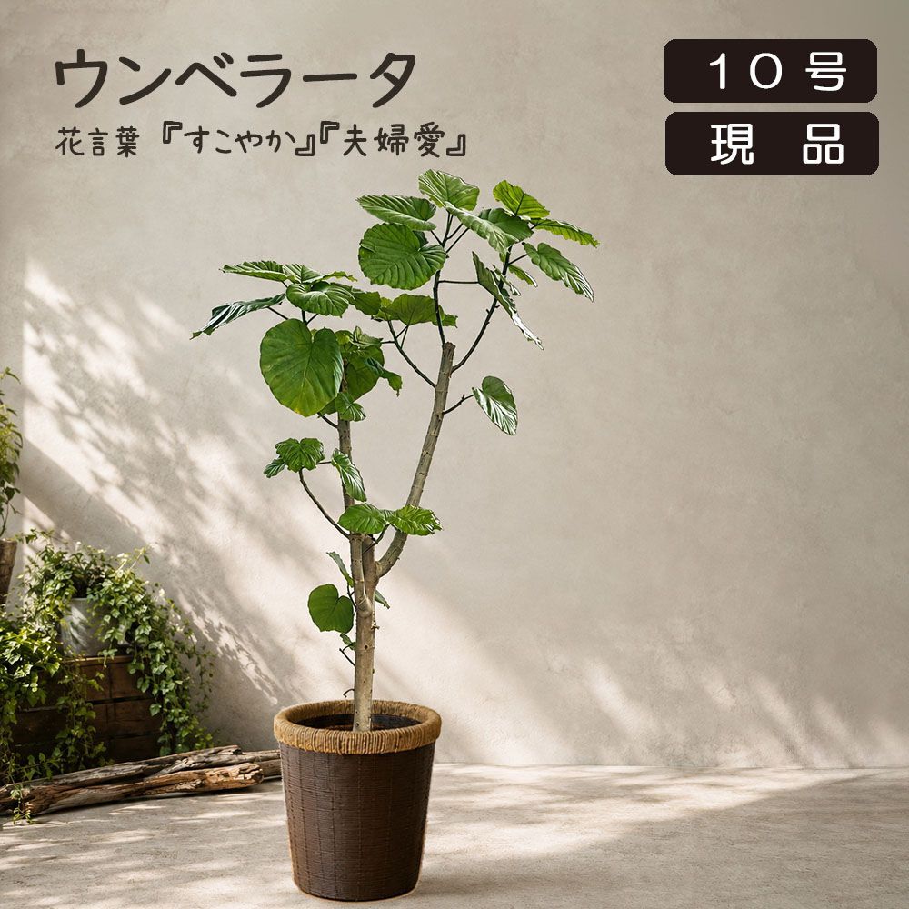 大型！　ウンベラータ　177センチ　１０号鉢　観葉植物　ガーデニング 観葉植物 大型 ウンベラータ フィカス 10号 【現品】 鉢カバー