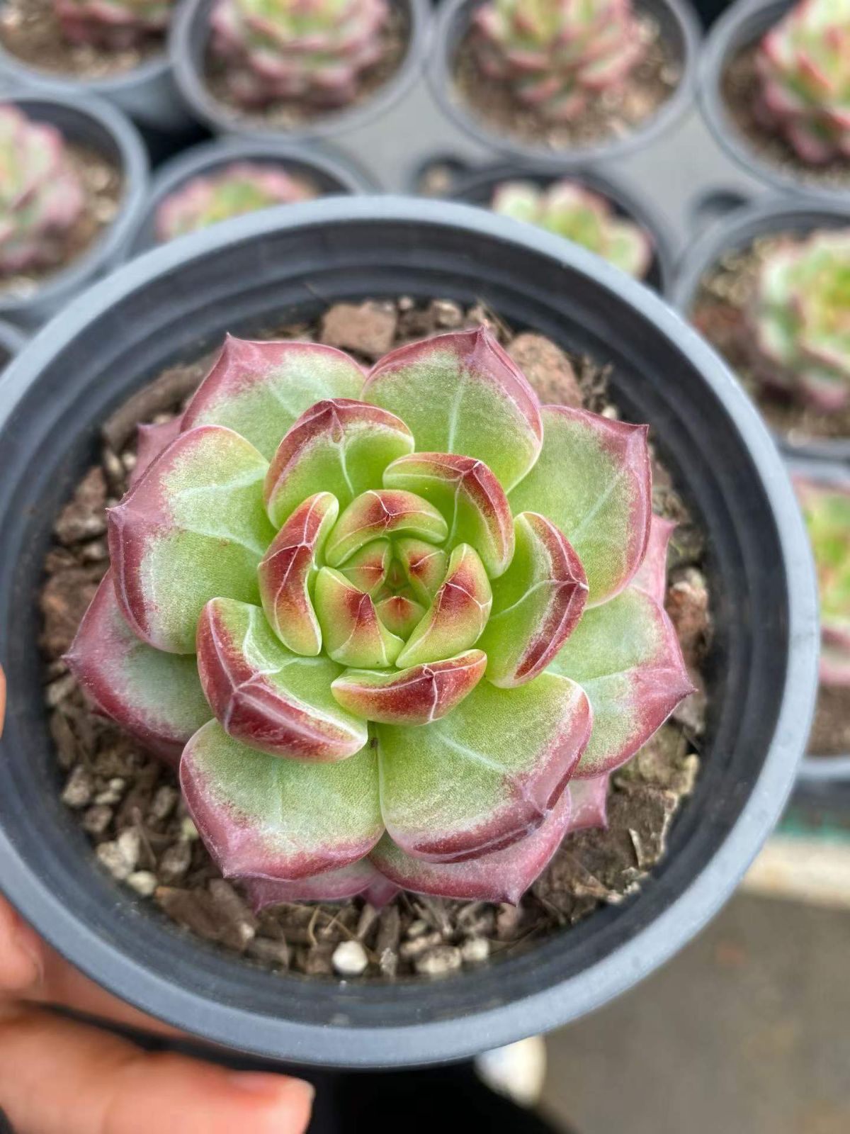 新入荷 アカゲツ×18 Z6598抜き苗 多肉植物　詰め合わせ アエオニウム エケベリア サボテン 韓国苗