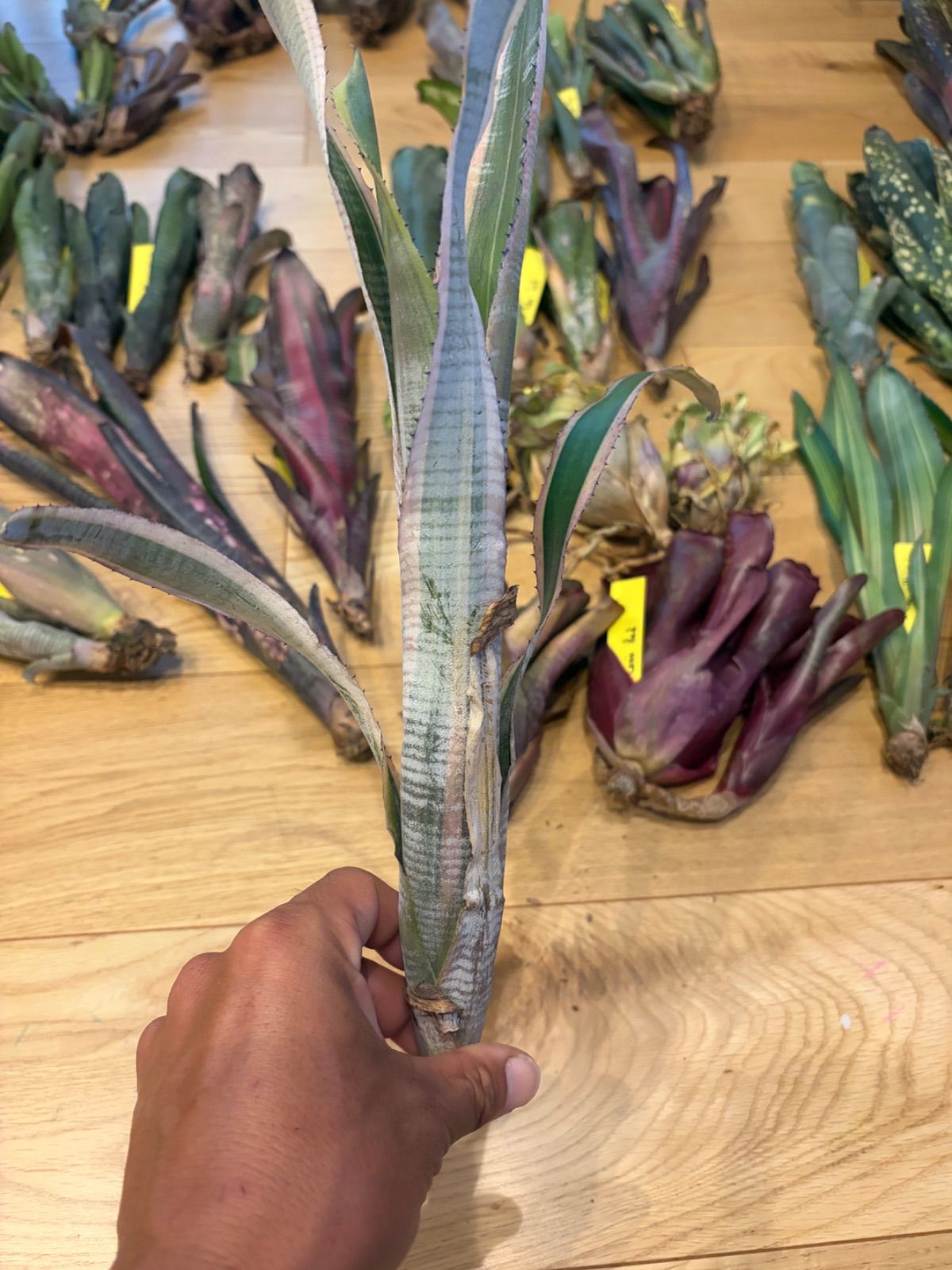 ビルベルギア　Billbergia 'Ralph Graham French' albo-marginated