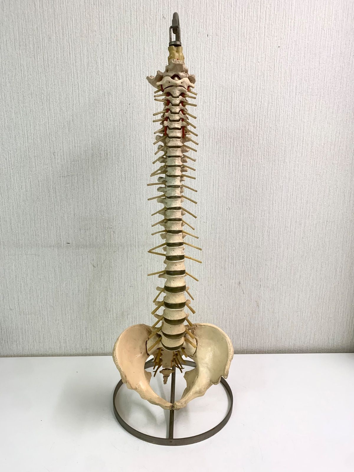 【フォロー割対象商品】脊柱模型 スタンド付き 人体模型 骨格標本