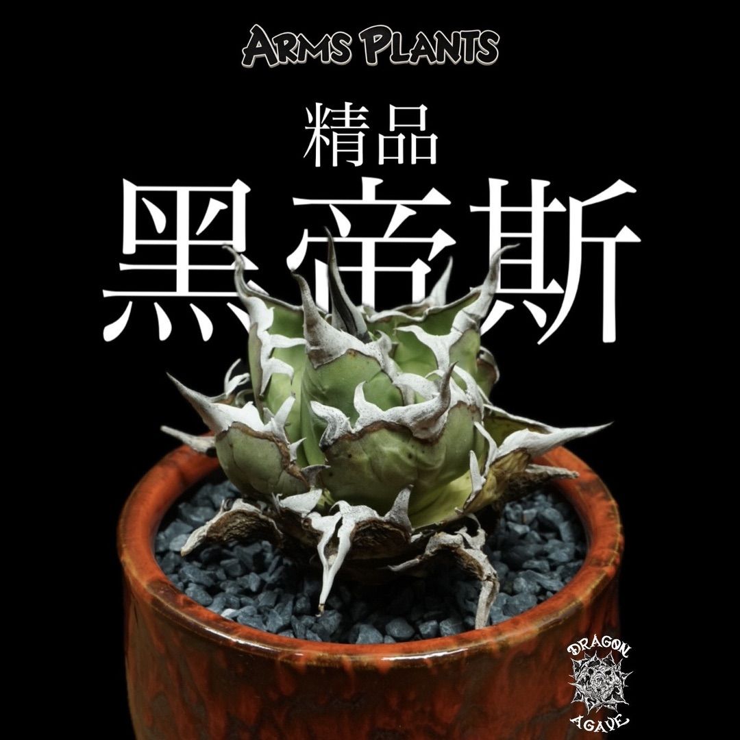 アガベ【DRAGONAGAVE】精品黑帝斯(老態) 01 ベアルート株 10,549円