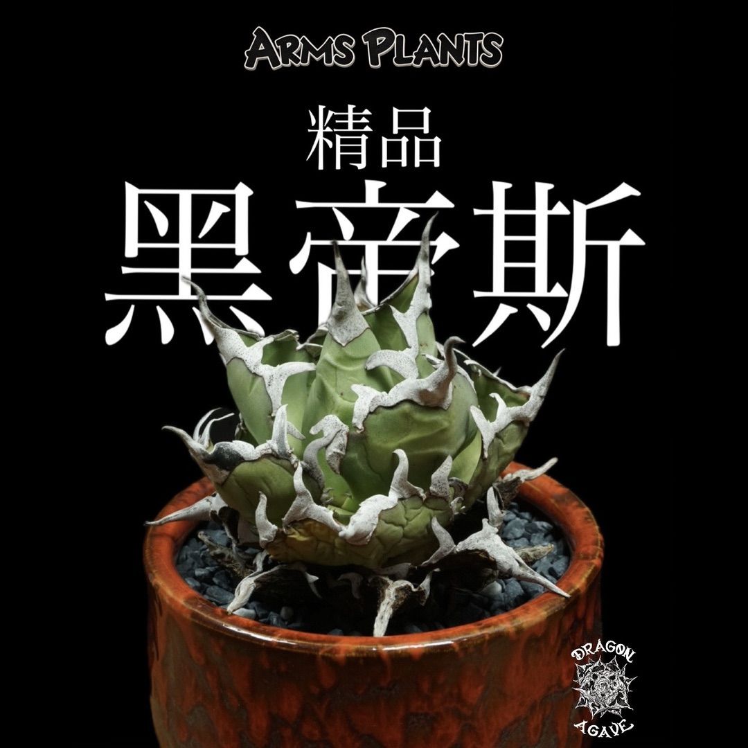 アガベ【DRAGONAGAVE】精品黑帝斯(老態) 04 ベアルート株
