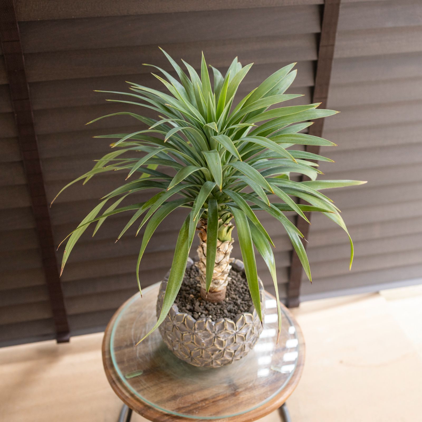 今週人気No.1ユッカ デスメティアーナ Yucca Desmetiana ヤシ 幹立ち 5