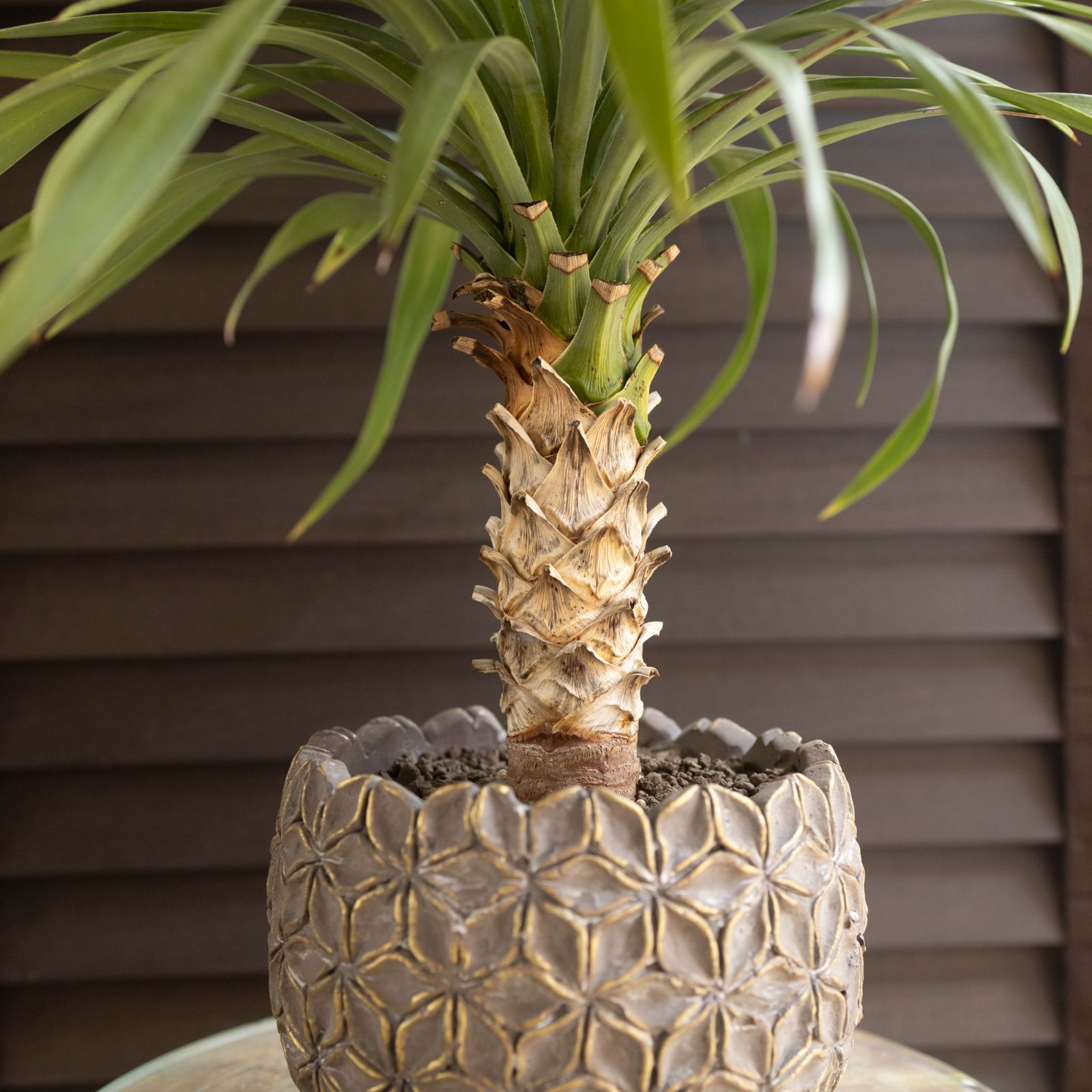 今週人気No.1ユッカ デスメティアーナ Yucca Desmetiana ヤシ 幹立ち 5