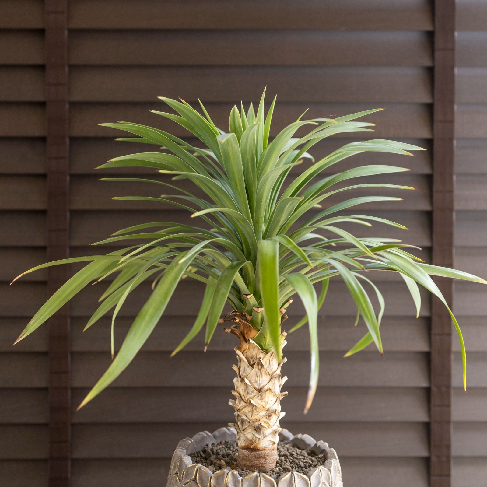 今週人気No.1ユッカ デスメティアーナ Yucca Desmetiana ヤシ 幹立ち 5
