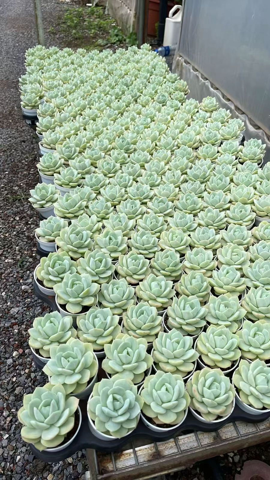 新入荷コイブミ×54 Z6771土鉢付き 多肉植物 アエオニウム エケベリア サボテン 韓国苗
