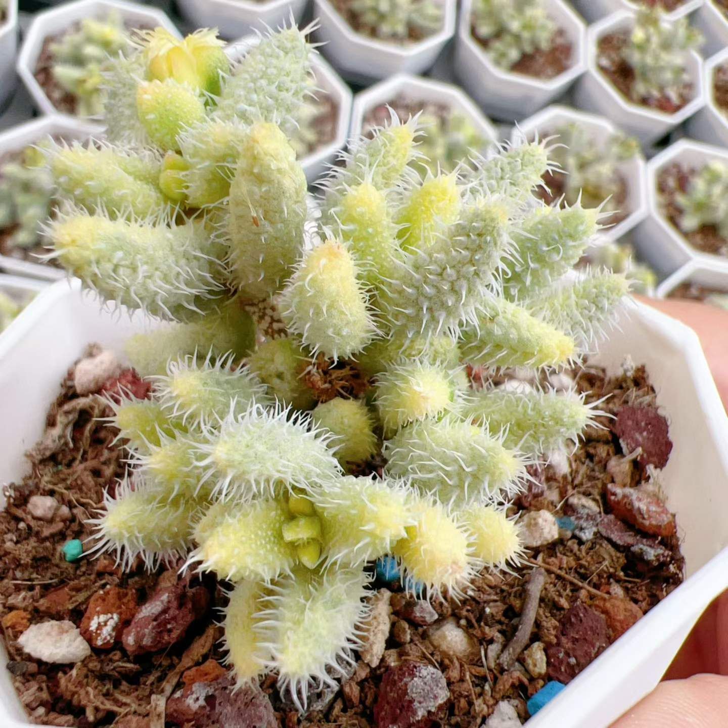 新入荷ライドウニシキ×32 Z6717土鉢付き 多肉植物 アエオニウム エケベリア サボテン 韓国苗