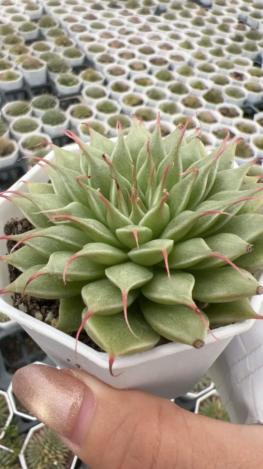 新入荷ナゲマツゲ×32 Z6714土鉢付き 多肉植物 アエオニウム エケベリア サボテン 韓国苗 6,536円