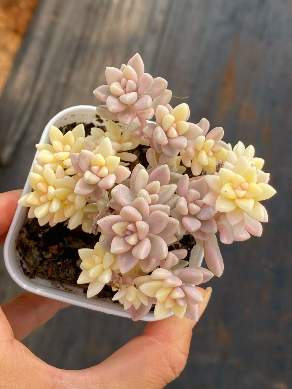 新入荷ヒメシュウレイ×32 Z6643土鉢付き 多肉植物 アエオニウム エケベリア サボテン 韓国苗